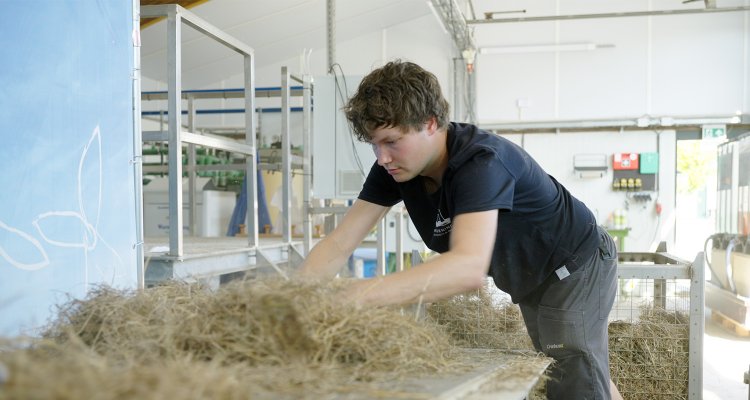 Papier van gras