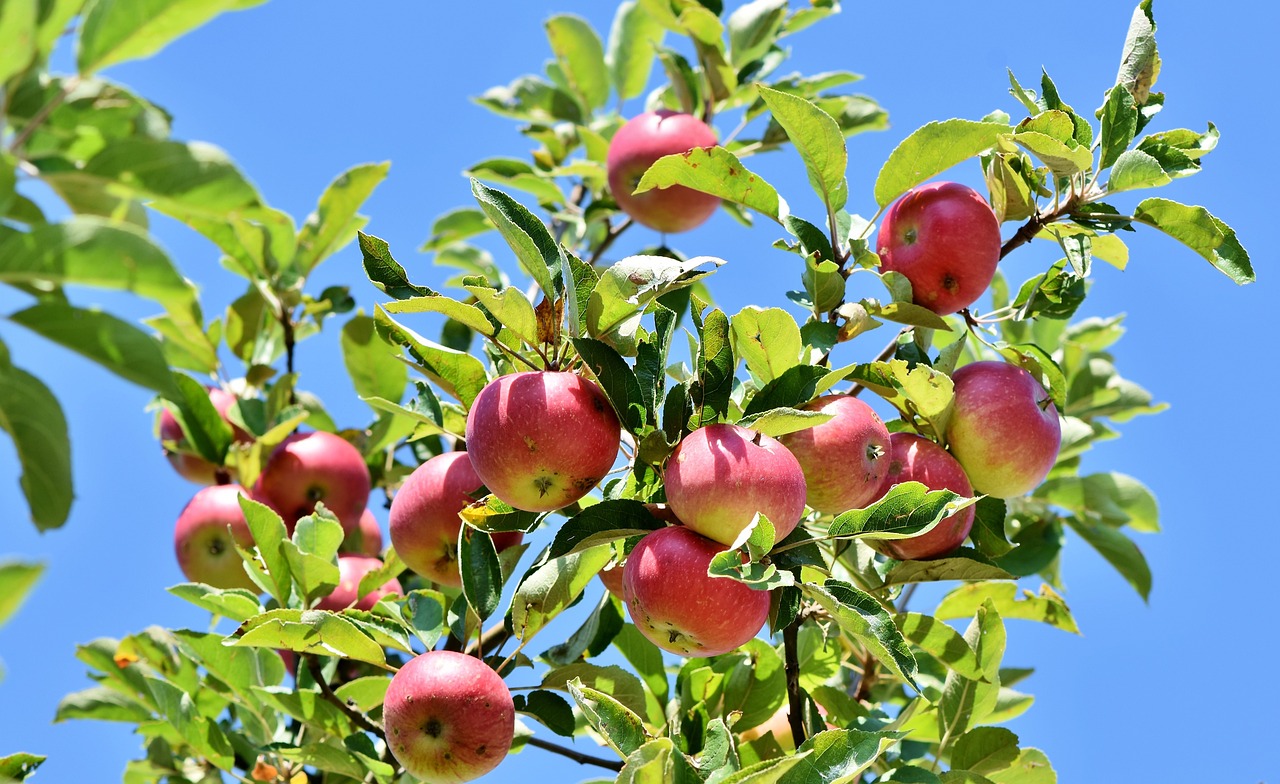 fruitbomen 