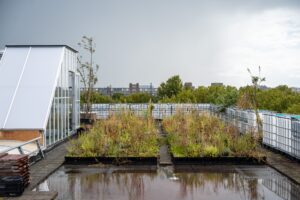 Steeds meer Haagse daken dragen bij aan groenere, koelere en energiezuinige stad