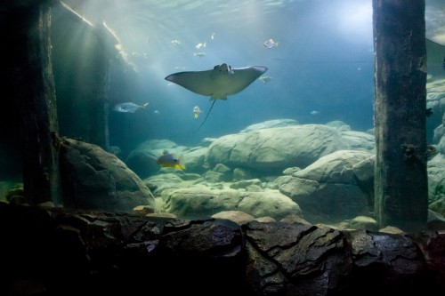 Burgers’ Zoo 3
