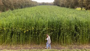 Heijmans breidt teelt vezelhennep uit naar ruim 20 hectare