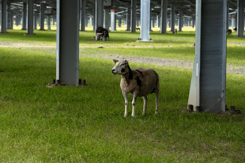 solar carport schapen