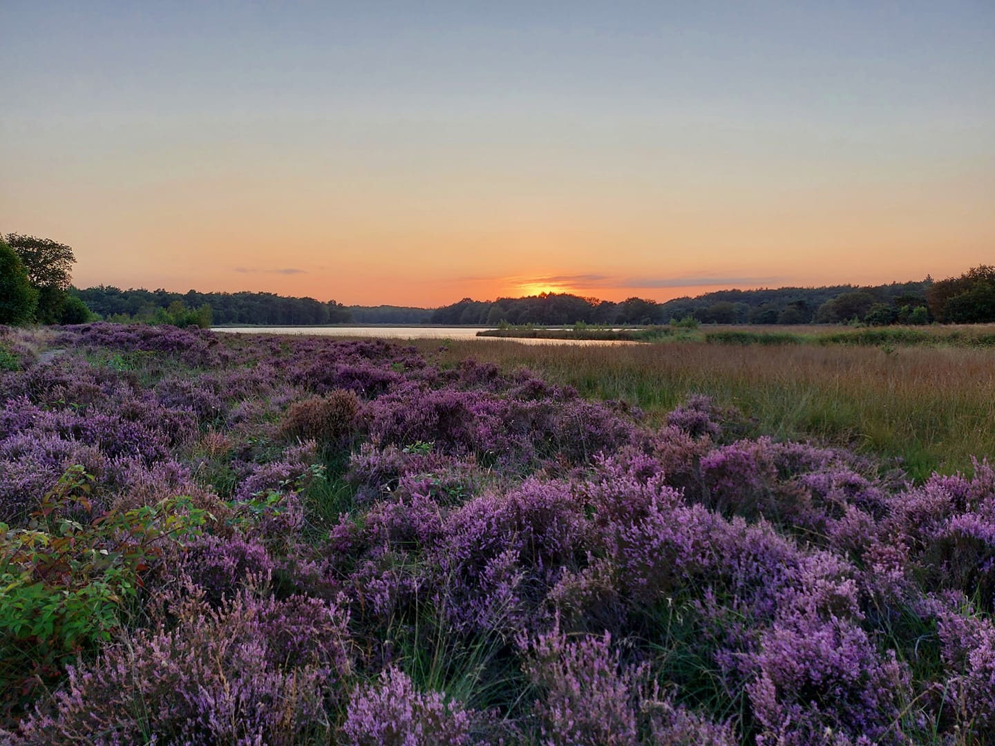 biodiversiteitsvoetafdruk Reanne