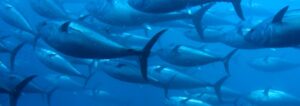 Bewuste Visweek 2021 focust impact: overbevissing, bijvangst, klimaatverandering