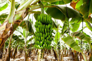 Lidl dicht als eerste retailer de loonkloof voor arbeiders in de bananenketen