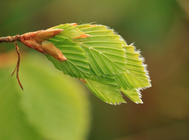 bomen