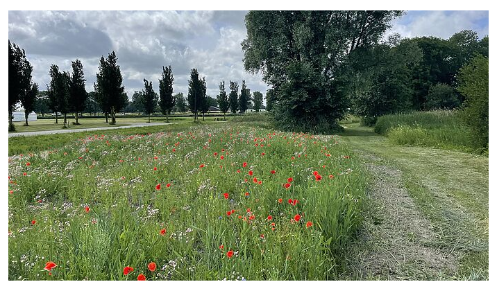 bloemen