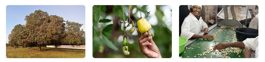 cashewnoten
drie