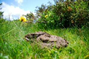 Minister Schouten: eenvoudiger en duurzaam meststelsel nodig