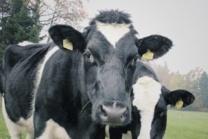 Landelijke primeur: Drenthe gaat melkveehouders belonen voor duurzaamheid
