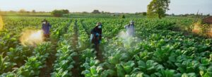 Europese wetenschappers sturen brandbrief over versoepeling regelgeving pesticiden Europese wetenschappers sturen brandbrief over versoepeling regelgeving pesticiden