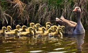 Provincies en natuurorganisaties: investeren in natuur noodzakelijk