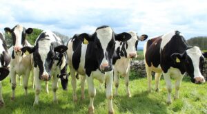 Groengas uit mest: hoe boeren bijdragen aan duurzame toekomst