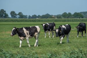 Test nieuwe aanpak om ammoniakuitstoot te verlagen