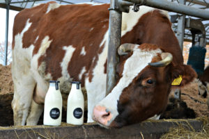 De Melkbrouwerij wint Groene Twinkeling 2020