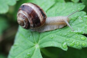 Plaagbestrijding: de meest voorkomende soorten en hoe je ze duurzaam kunt bestrijden