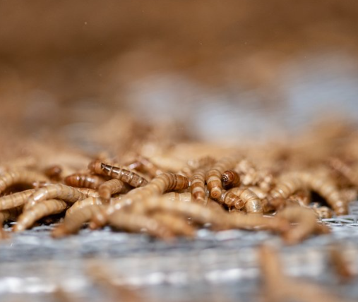 Nederlandse insectensector WUR